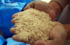 قیمت برنج l کاهش قیمت برنج در بازار